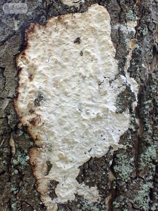 Oxyporus corticola